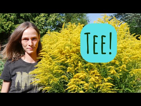 Ancient medicinal herb! Goldenrod: Effects & uses