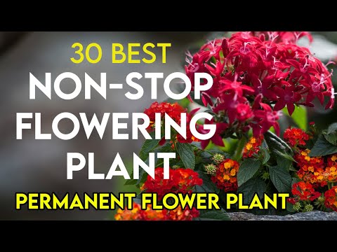 30 best permanent flowering plants in India | nonstop flowering plants | perennial flower plants