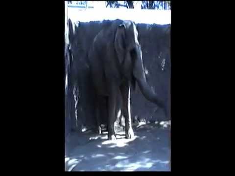 Gladys - The Dancing Elephant - South Australia