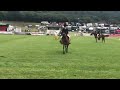 Chasecroft TipTop Royal Welsh 2019 1st And Res Ch