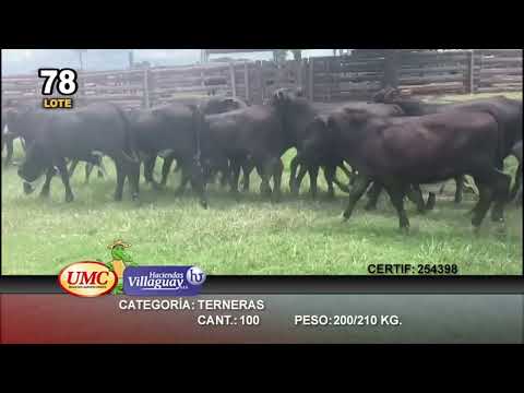 Lote 100 Terneras en Gral. San Martin, Chaco