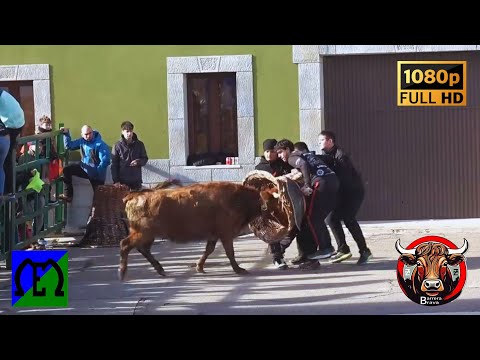 Cabañas de Ebro. Mañana de Vacas | 25/01/2025 | Ganad. Eulogio Mateo