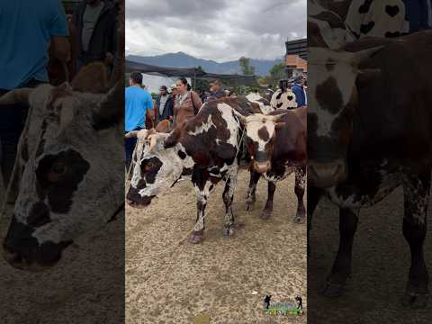 A esta hora se lleva a cabo la feria ganadera en la Ferias y Fiestas 2025 en #Guayatá.