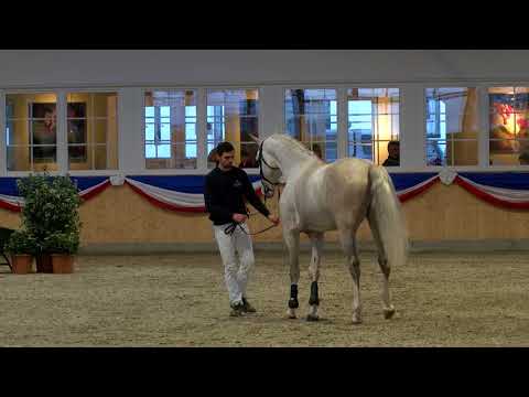 Hengststation Maas J. Hell - Uston