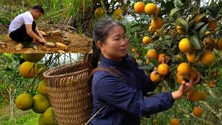 Download lagu jungle life: single mother harvests first oranges season, kind man grows vegetables, builds new life mp3 Download lagu jungle life: single mother harvests first oranges season, kind man grows vegetables, builds new life mp3