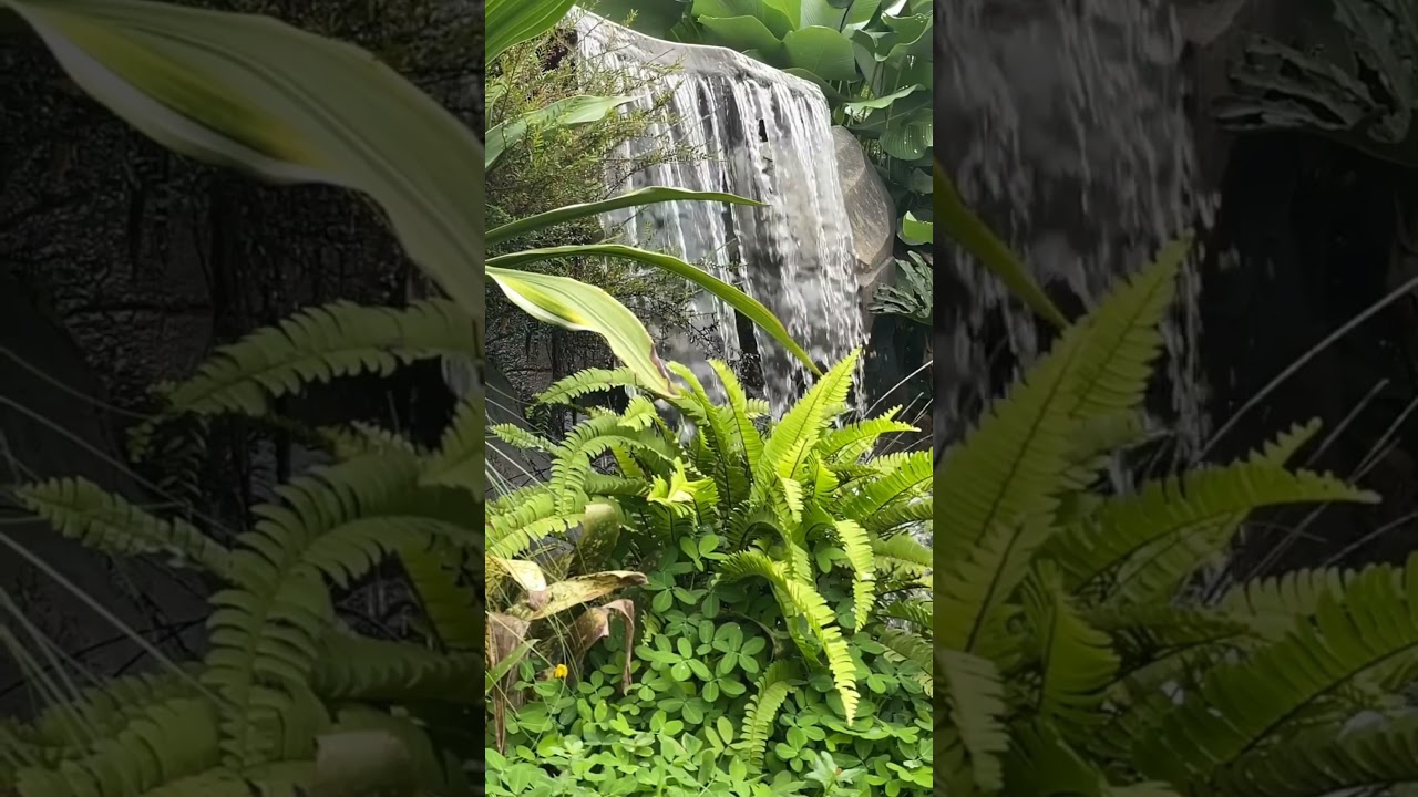 TROPICAL WATER POND PLANTS