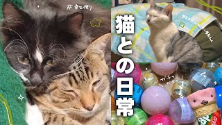 【ねことの日常Vlog】 元保護猫とは思えないほど幸せになった猫ちゃんの様子 ☺️*.+ﾟ | ガチャガチャ5000円分(それ以上！？)回してきました💫 【保護猫シェルター】