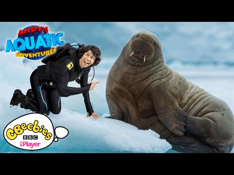 The Walrus Pups | Andy's Aquatic Adventures | CBeebies