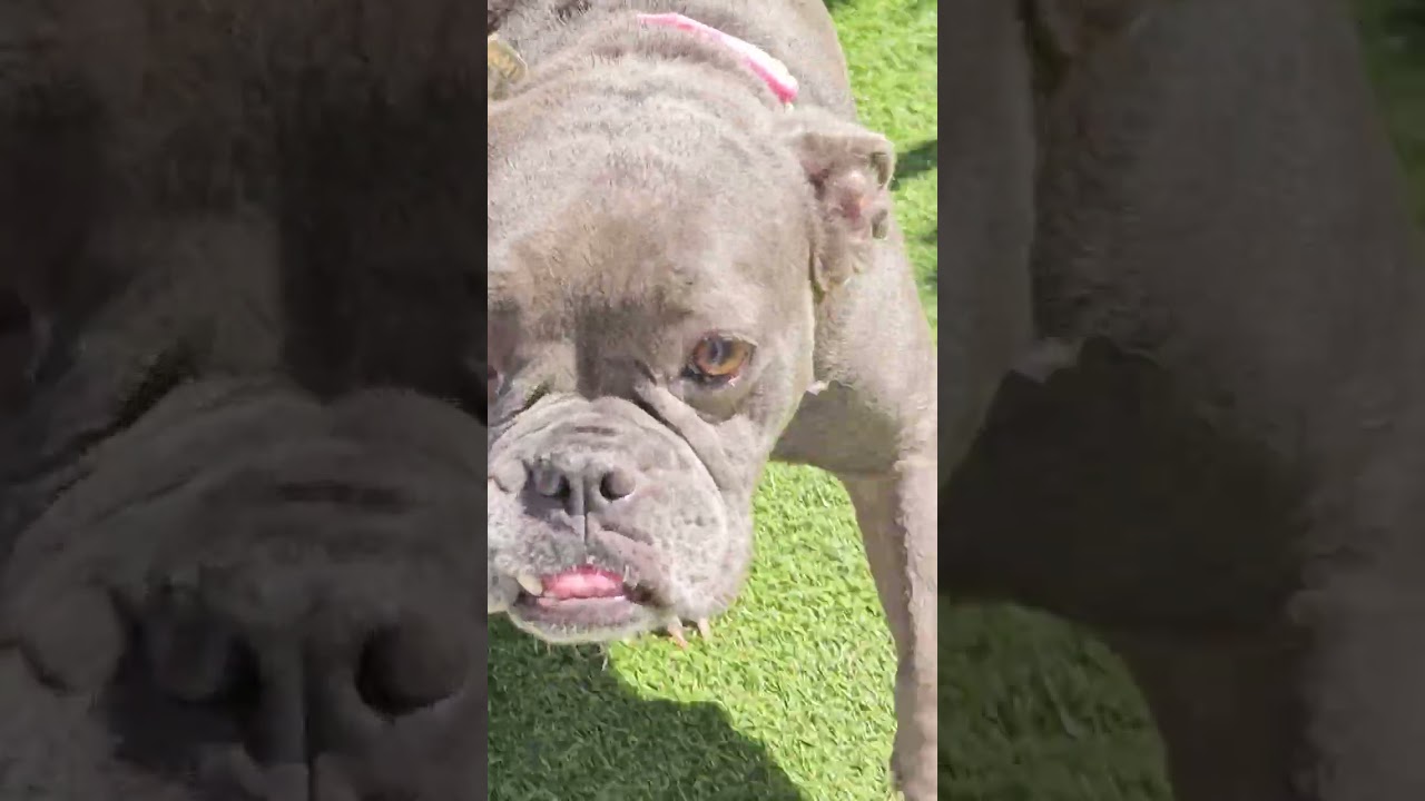 Enlarge Babe, a Adoptable Mastiff in Huntington Beach, CA video 2/3