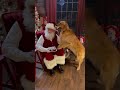 I took my dog to meet SANTA! #dog #goldenretriever