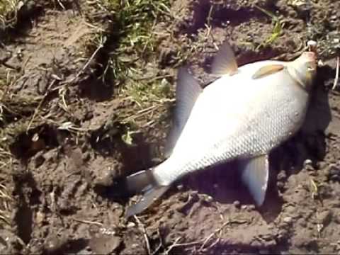 Видео ловля на оке на сало Видео ловля на оке на сало