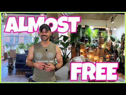 I Built My Dream Urban Jungle for Almost Nothing