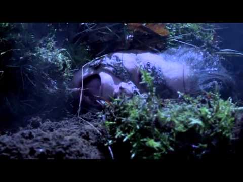 ConDots - Cepheus (plugged - Fewjar cover) | Cepheuspaket Teil 2 von 2