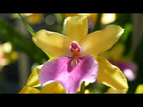 ミルトニア蘭 植物