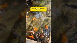 Why This Kansas Zoo Is the Most Innovative in the World