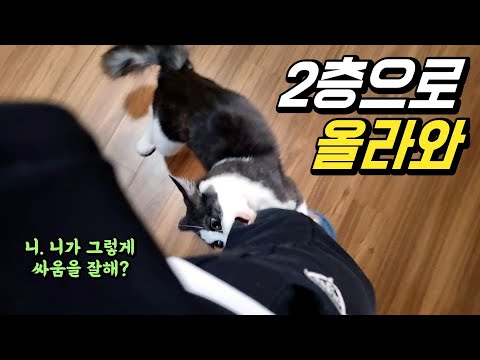 집사와 함께 2층 가면 환장하는 고양이