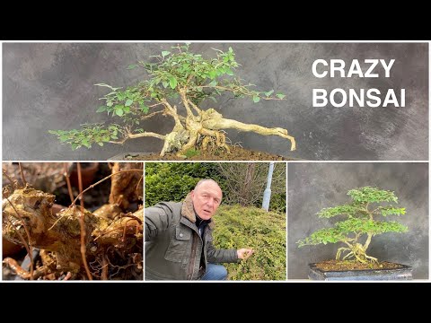 Crazy Bonsai Symphocarpos, snowberry. Transform a Bush to a Beautiful bonsaitree