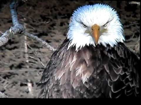 Bald Eagle Nest - Decorah, Iowa 02-08-2012; 0932am (2min 01sec)