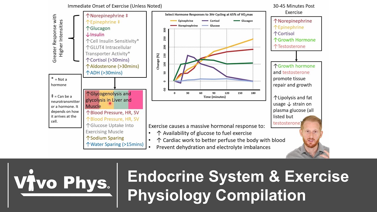 Endocrine System and Exercise Physiology Compilation