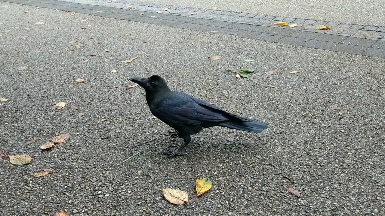Giant crow wants more - Ueno Park Tokyo