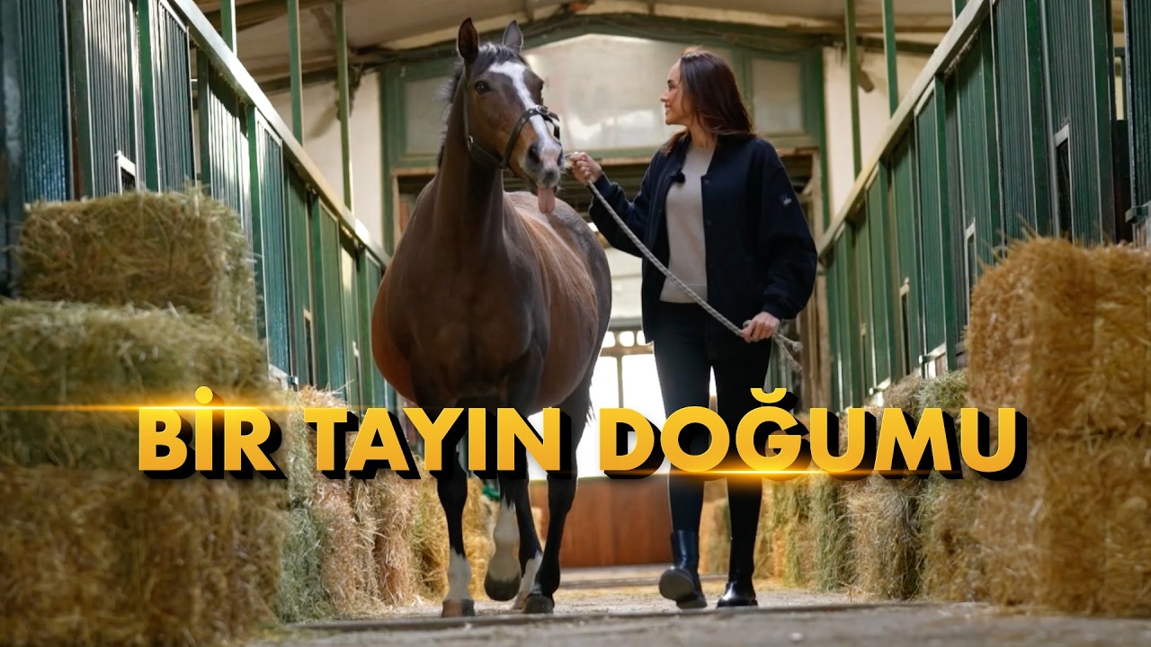 Bir Tayın Doğumu Nasıl Olur? | Damla ile Kulvar Dışı