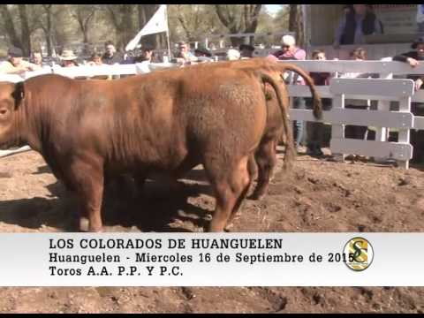 16-09-15 Venta de Toros - Los Colorados de Huanguelen - Huanguelen