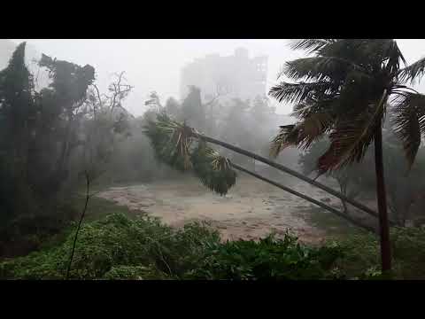 Power of Storm/Hurricane - Twin Palm tree uprooted
