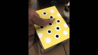 子供も猫も夢中で遊ぶ、逆！猫もぐらたたき！ 新しい猫もぐらたたきBOXの活用の仕方
