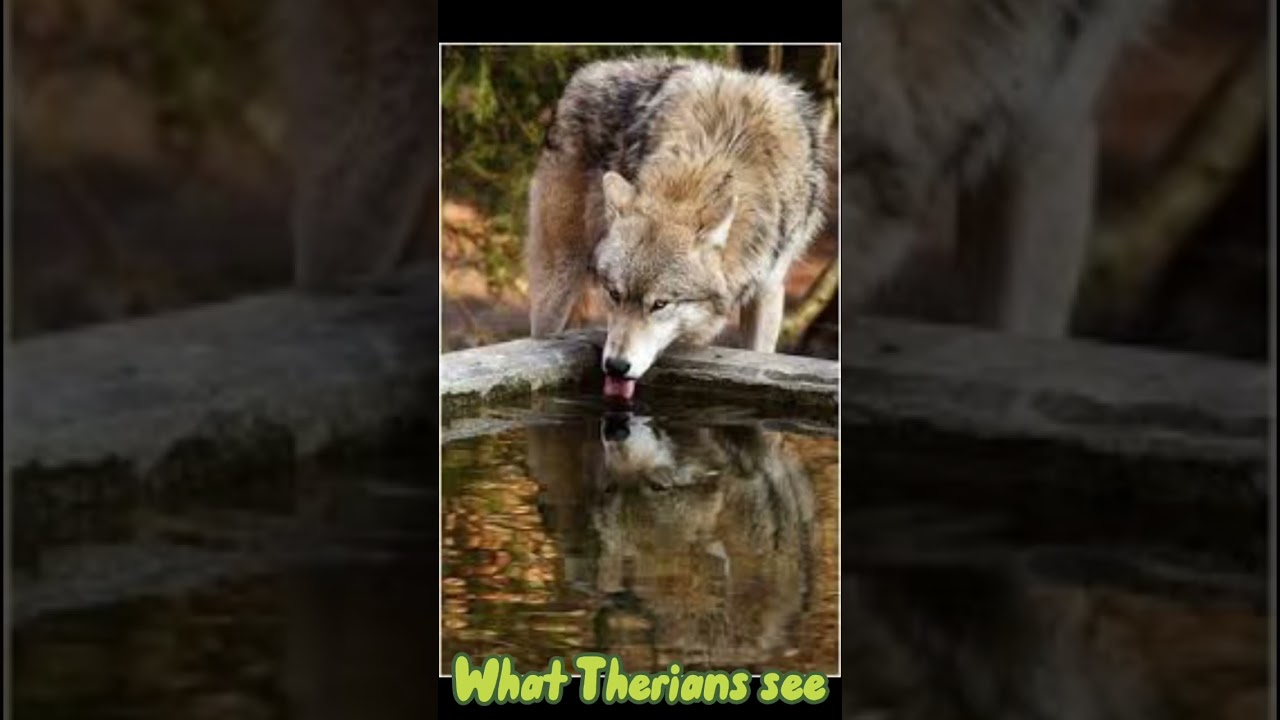 Non-Therian vs Therians #yep #quadrobics #therian #art