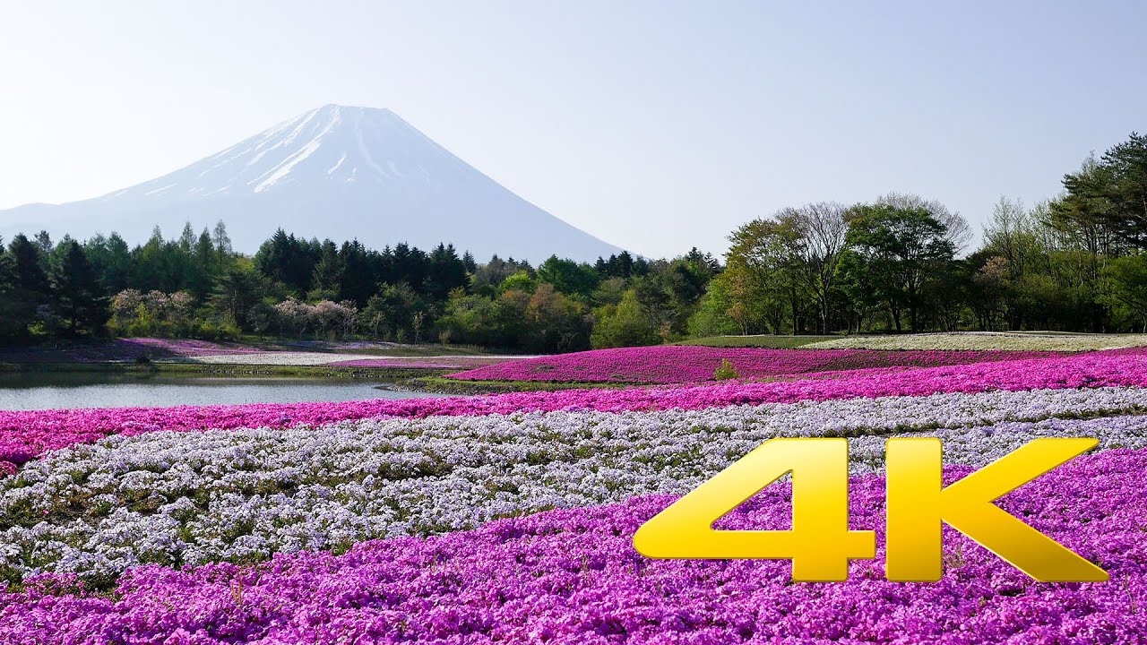 Fuji Shibazakura festival - Yamanashi