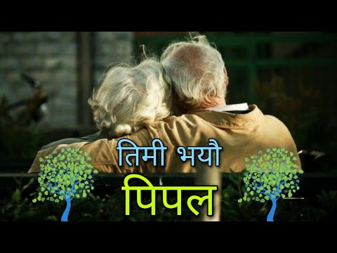 तिमी भयौ बुढी पिपल || Timi Bhayau Budhi Pipal || Song
