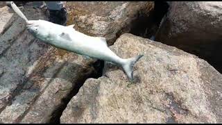 Catching Bluefish On The Jetty! #fishing #bluefish #jettyfishing #longislandfishing