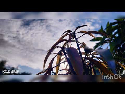 mango plant Nursery Bhavnagar sosiya