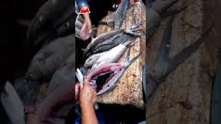 Download lagu CARA MENCABUT DURI IKAN BANDENG #shorts #shortsvideo  #shortsfund mp3