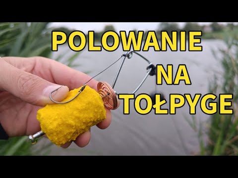 Jak złowić Tołpygi ?