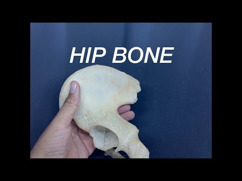 HIP BONE - GENERAL FEATURES AND ATTACHMENTS