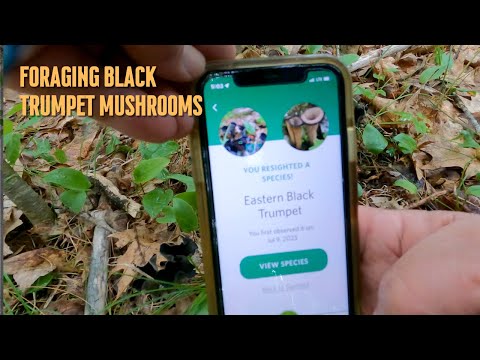 Foraging Black Trumpet Mushrooms