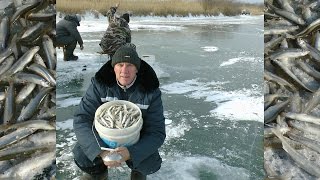 Ловля писуча на суйфуне снасть