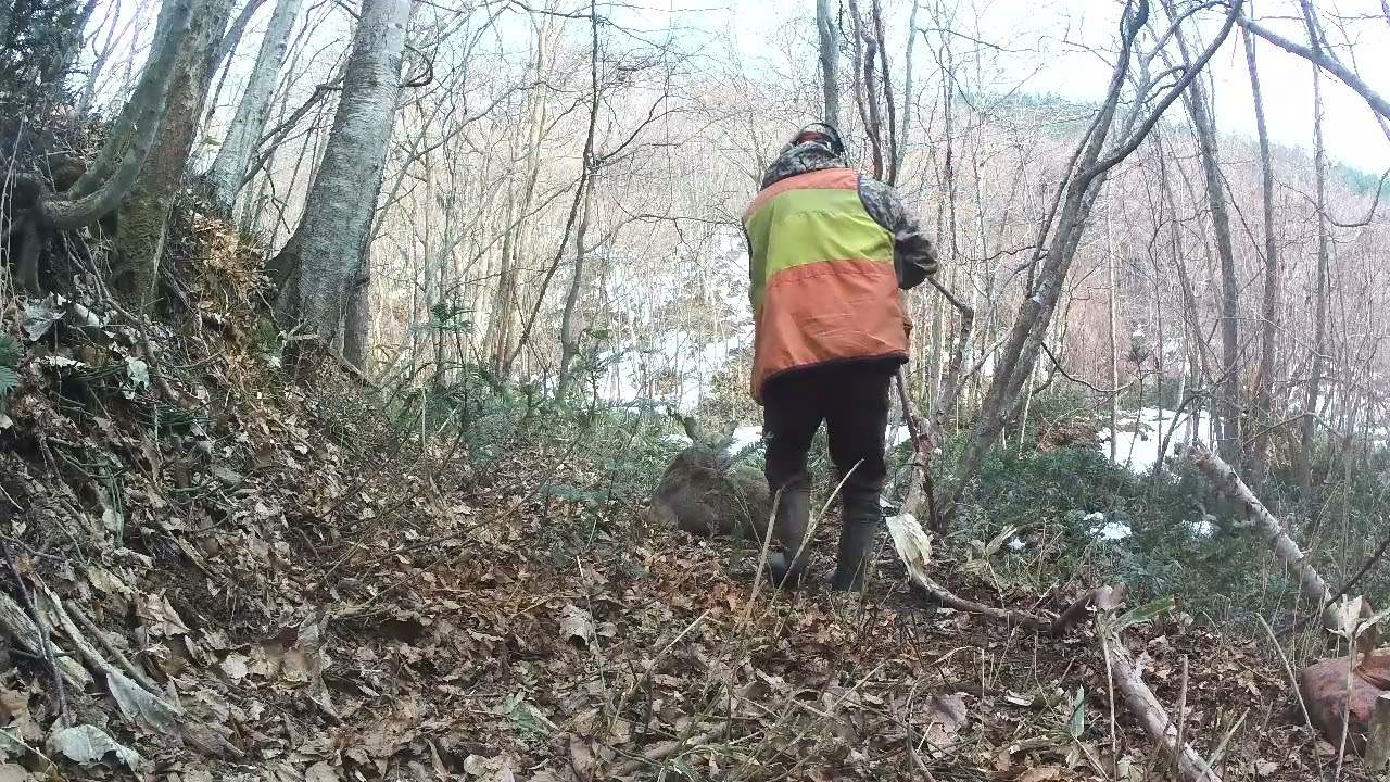 【閲覧注意】 レミントン１１８７によるエゾ鹿の止め刺し