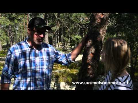 UPM Uusi metsänomistaja - Luonnon huomiointi