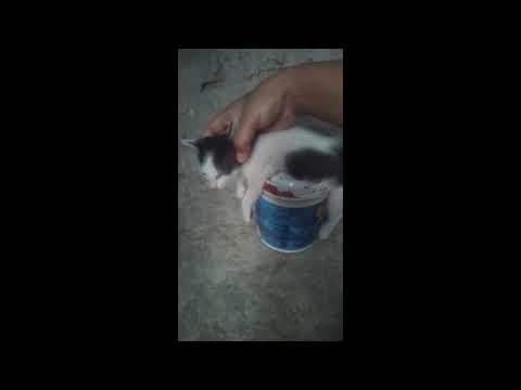 My cat is dead. My cat fell asleep like dying.