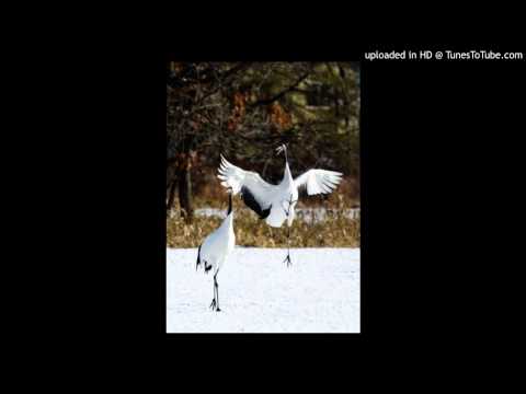 Today's Tango Is... Pájaro Silvestre - Quinteto Francisco Canaro 1996-1999