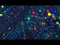 Tortoise - Blackjack