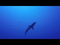 Silky Shark comes close to take a look at the Diver - Sudan 2017