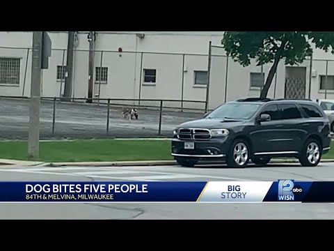 'Chaotic, dangerous situation': Dog attack injures five people in Milwaukee