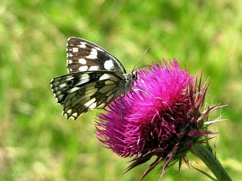 Disc 2012-01-06 -Nature.wmv