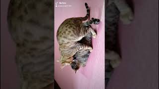 Download lagu KUCING MENGAWAN mp3