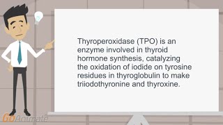 TPO and the production of thyroid hormone