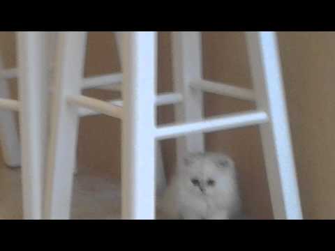 Shaded Silver Persian Kittens for sale