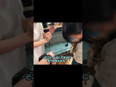 愛犬ロスの娘と柴犬に内緒で子犬を連れ帰ったら… #柴犬 #shibainu
